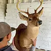 Taxidermia De Cabeza De Venado - Estados Unidos