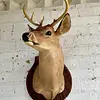 Taxidermia De Cabeza De Venado - Estados Unidos