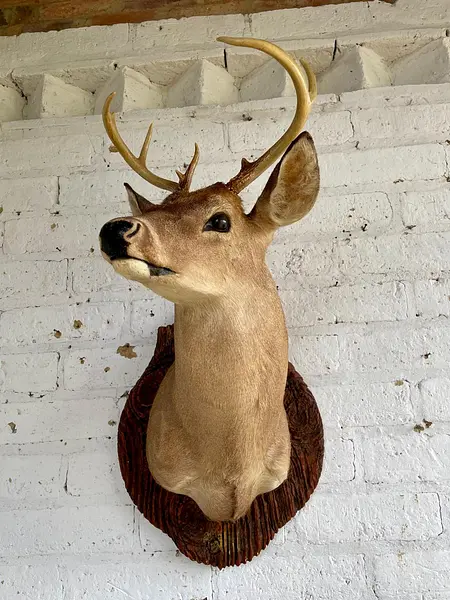 Taxidermia De Cabeza De Venado - Estados Unidos
