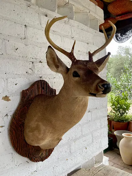 Taxidermia De Cabeza De Venado - Estados Unidos