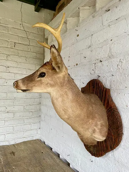 Taxidermia De Cabeza De Venado - Estados Unidos