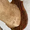 Taxidermia De Cabeza De Venado - Estados Unidos