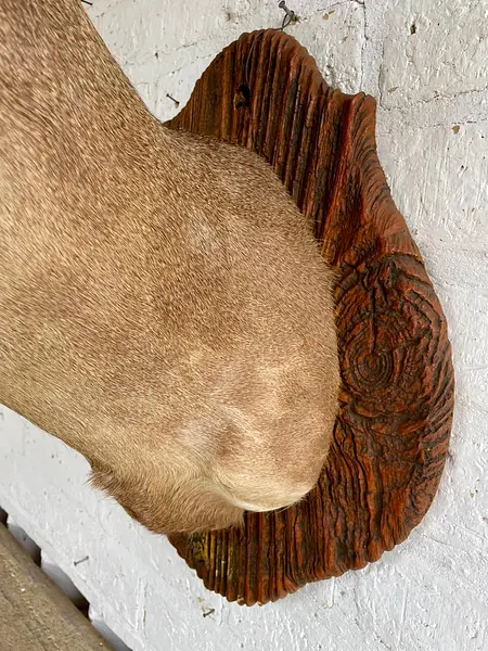 Taxidermia De Cabeza De Venado - Estados Unidos