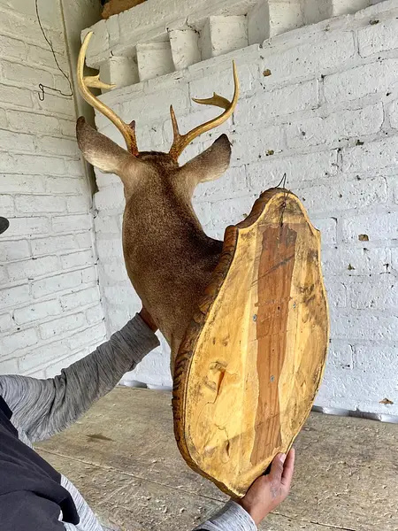 Taxidermia De Cabeza De Venado - Estados Unidos