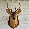 Taxidermia Cabeza De Venado Cola Blanca - Usa 2015