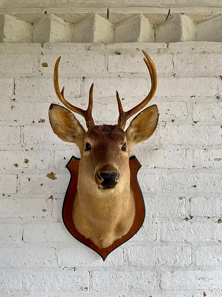Taxidermia Cabeza De Venado Cola Blanca - Usa 2015