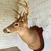 Taxidermia Cabeza De Venado Cola Blanca - Usa 2015