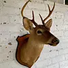 Taxidermia Cabeza De Venado Cola Blanca - Usa 2015