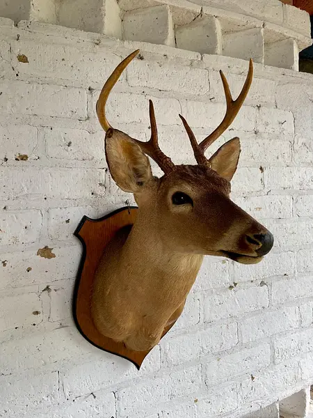 Taxidermia Cabeza De Venado Cola Blanca - Usa 2015