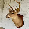 Taxidermia Cabeza De Venado Cola Blanca - Usa 2015