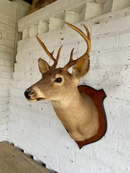 Taxidermia Cabeza De Venado Cola Blanca - Usa 2015