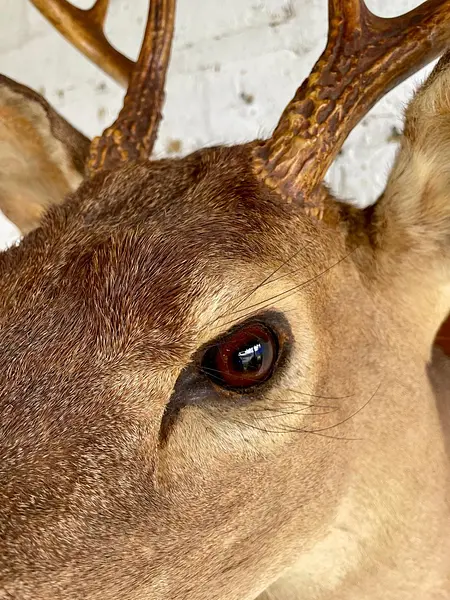 Taxidermia Cabeza De Venado Cola Blanca - Usa 2015