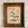 Cuadro Lámina Planta Medicinal Con Marco Rústico