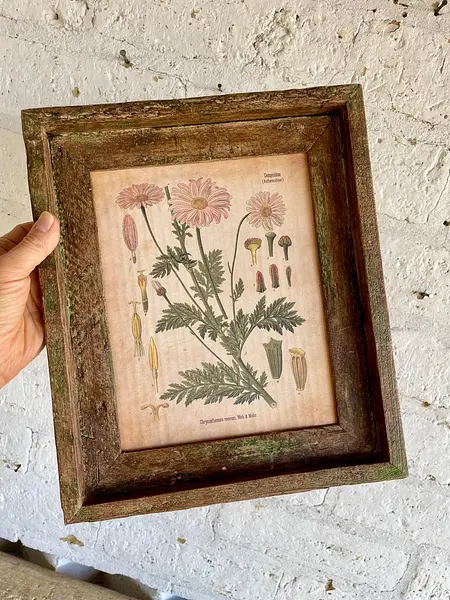 Cuadro Lámina Planta Medicinal Con Marco Rústico