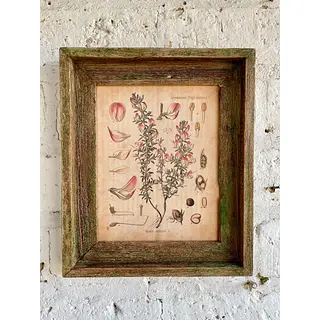 Cuadro Lámina Planta Medicinal Con Marco Rústico