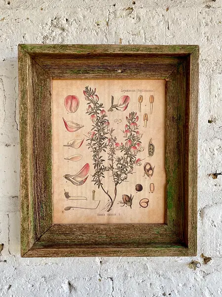Cuadro Lámina Planta Medicinal Con Marco Rústico