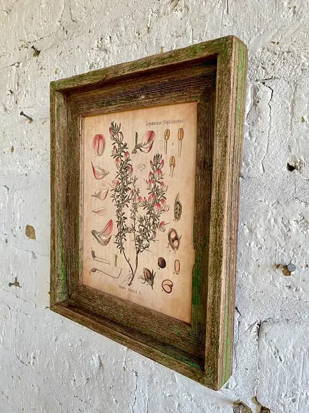 Cuadro Lámina Planta Medicinal Con Marco Rústico