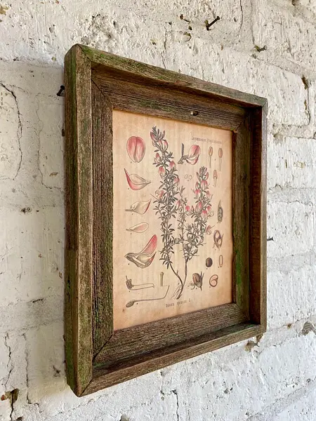 Cuadro Lámina Planta Medicinal Con Marco Rústico