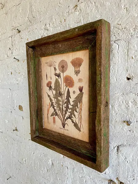 Cuadro Lámina Planta Medicinal Con Marco Rústico