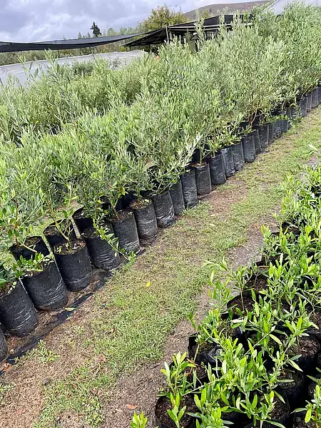 Árbol Olivo Variedad Arbosana Envios A Toda Colombia