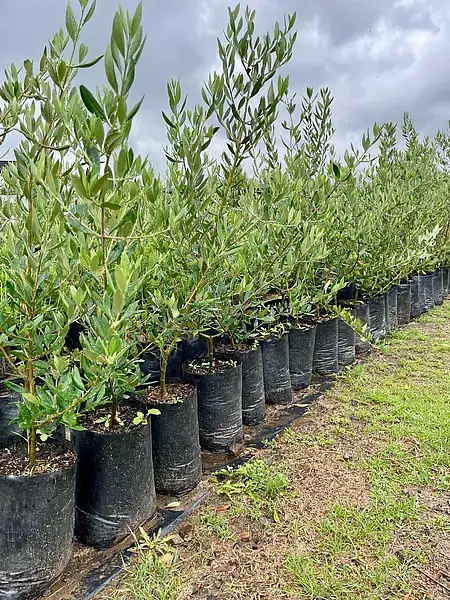 Árbol Olivo Variedad Arbosana Envios A Toda Colombia