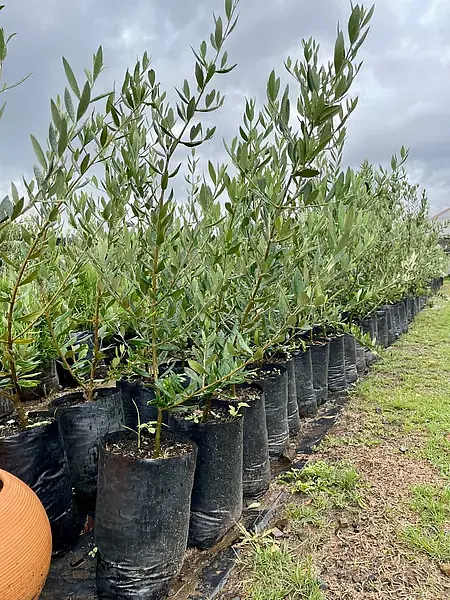 Árbol Olivo Variedad Arbosana Envios A Toda Colombia
