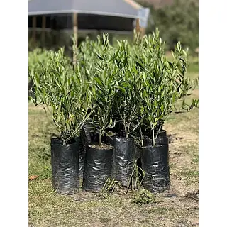 Árbol Olivo Variedad Arbosana Envios A Toda Colombia