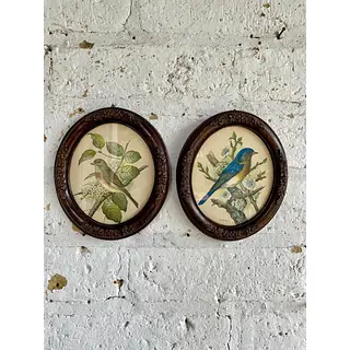 Cuadros Litografía De Pájaros P.H. Gonner, - U.S.A. 1960