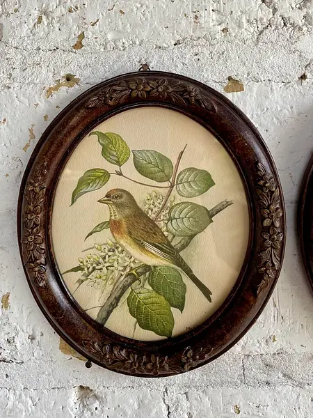 Cuadros Litografía De Pájaros P.H. Gonner, - U.S.A. 1960