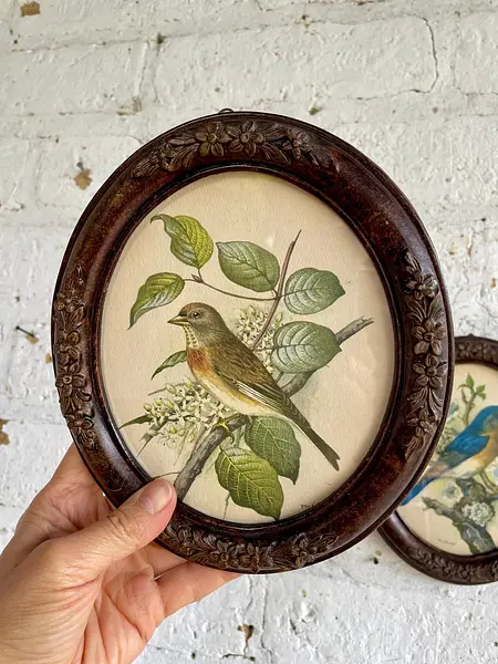 Cuadros Litografía De Pájaros P.H. Gonner, - U.S.A. 1960