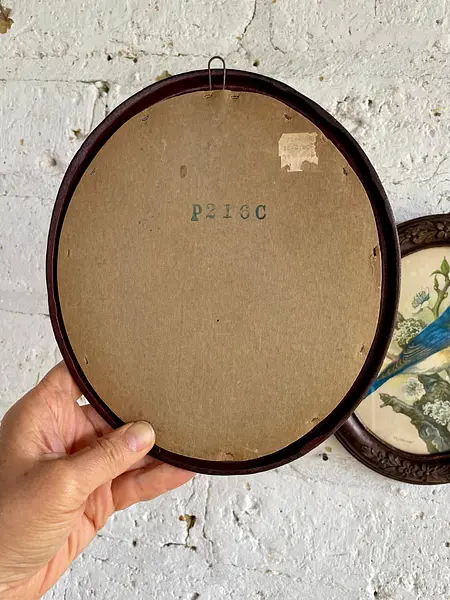 Cuadros Litografía De Pájaros P.H. Gonner, - U.S.A. 1960