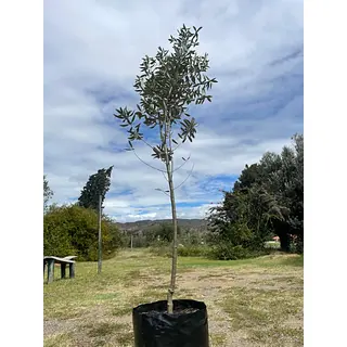 Arbol De Olivo En Bolsa Variedad Arbosana De 3 Años