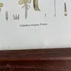 Cuadro Lámina Expedición Botánica - Bogotá 1994