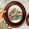 Cuadros De Aves X 2 Con Moldura Ovalada - Europa 1940