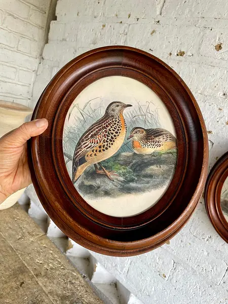 Cuadros De Aves X 2 Con Moldura Ovalada - Europa 1940