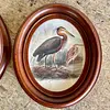 Cuadros De Aves X 2 Con Moldura Ovalada - Europa 1940