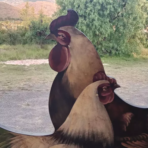 Gallo Gallina Óleo 1970