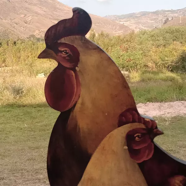 Gallo Gallina Óleo 1970