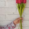 Paquete X 7 Flores De Tulipán
